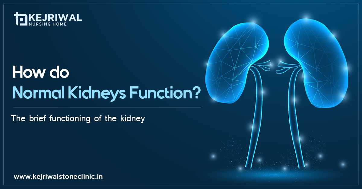 How do Normal Kidneys Function?